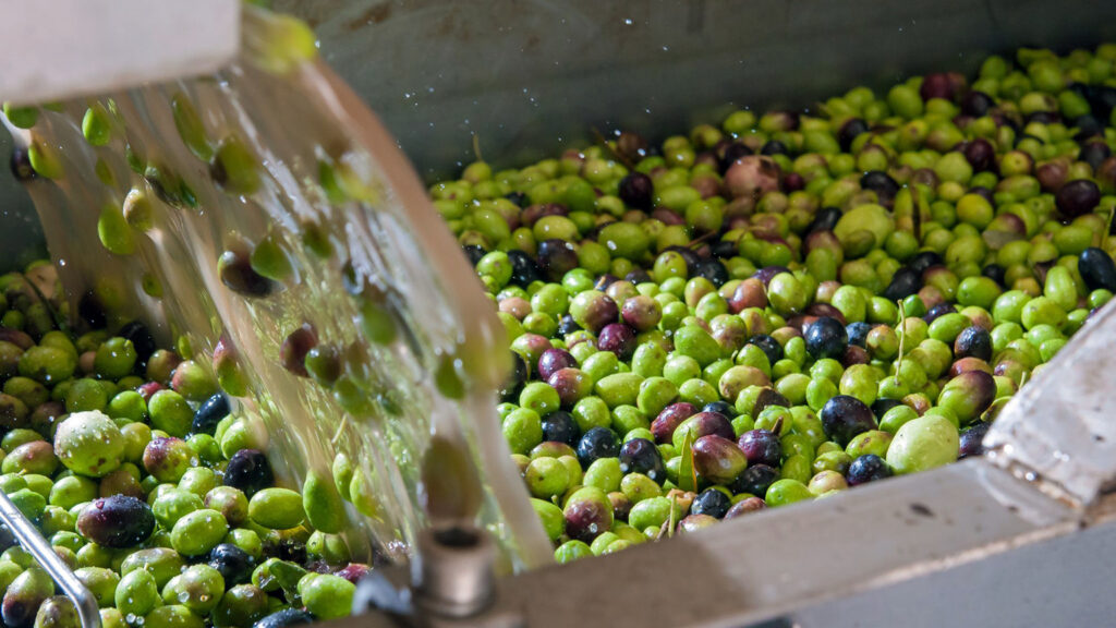What Exactly is Cold Pressed Olive Oil?