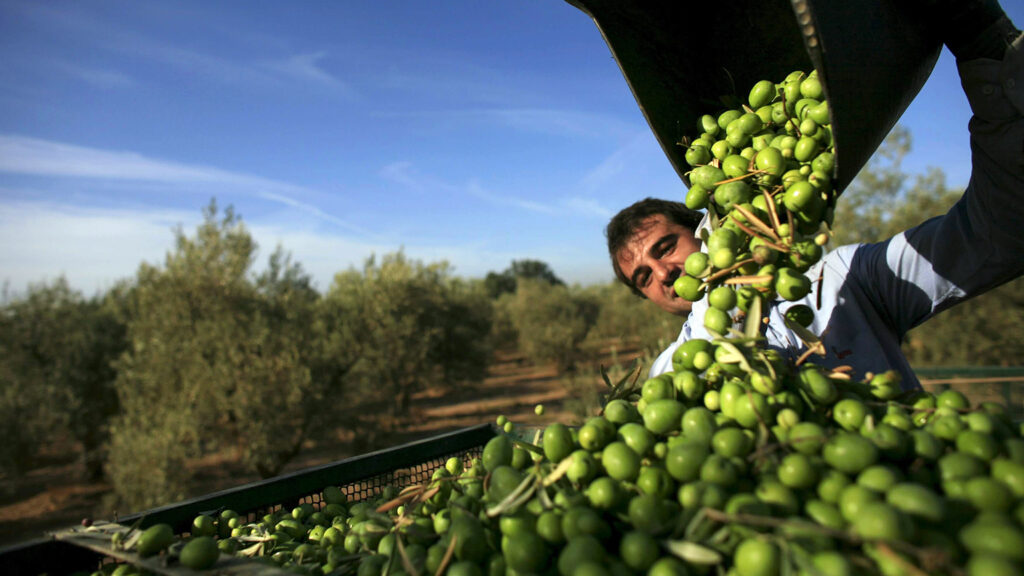 320.000 Family in Turkey Earn Their Living From Olive Business