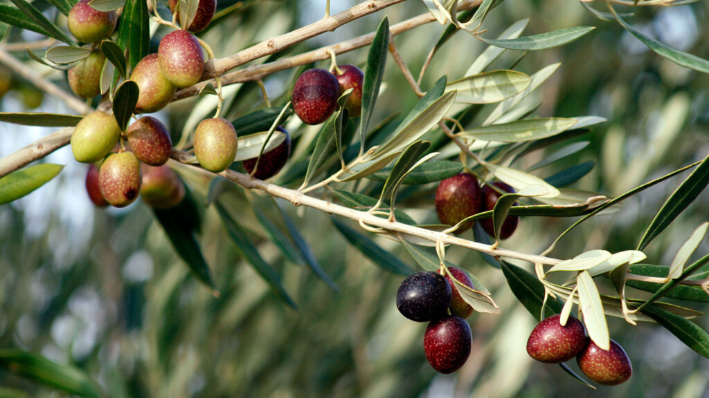 Olive And Olive Oil Production Forecast
