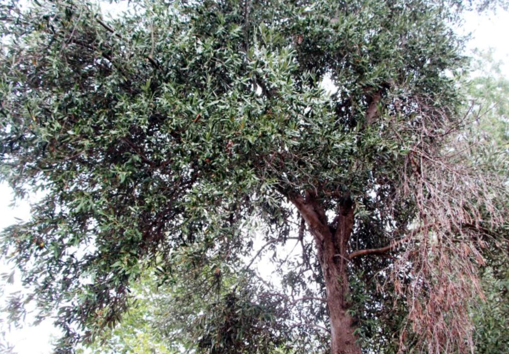 Olive Cultivation in Trabzon Dates Back to BC
