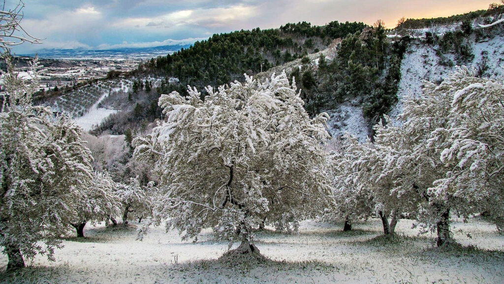 Snow Acts as a Fertilizer for Olive Trees