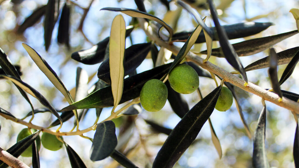 The Olive Harvest is Approaching in Turkey