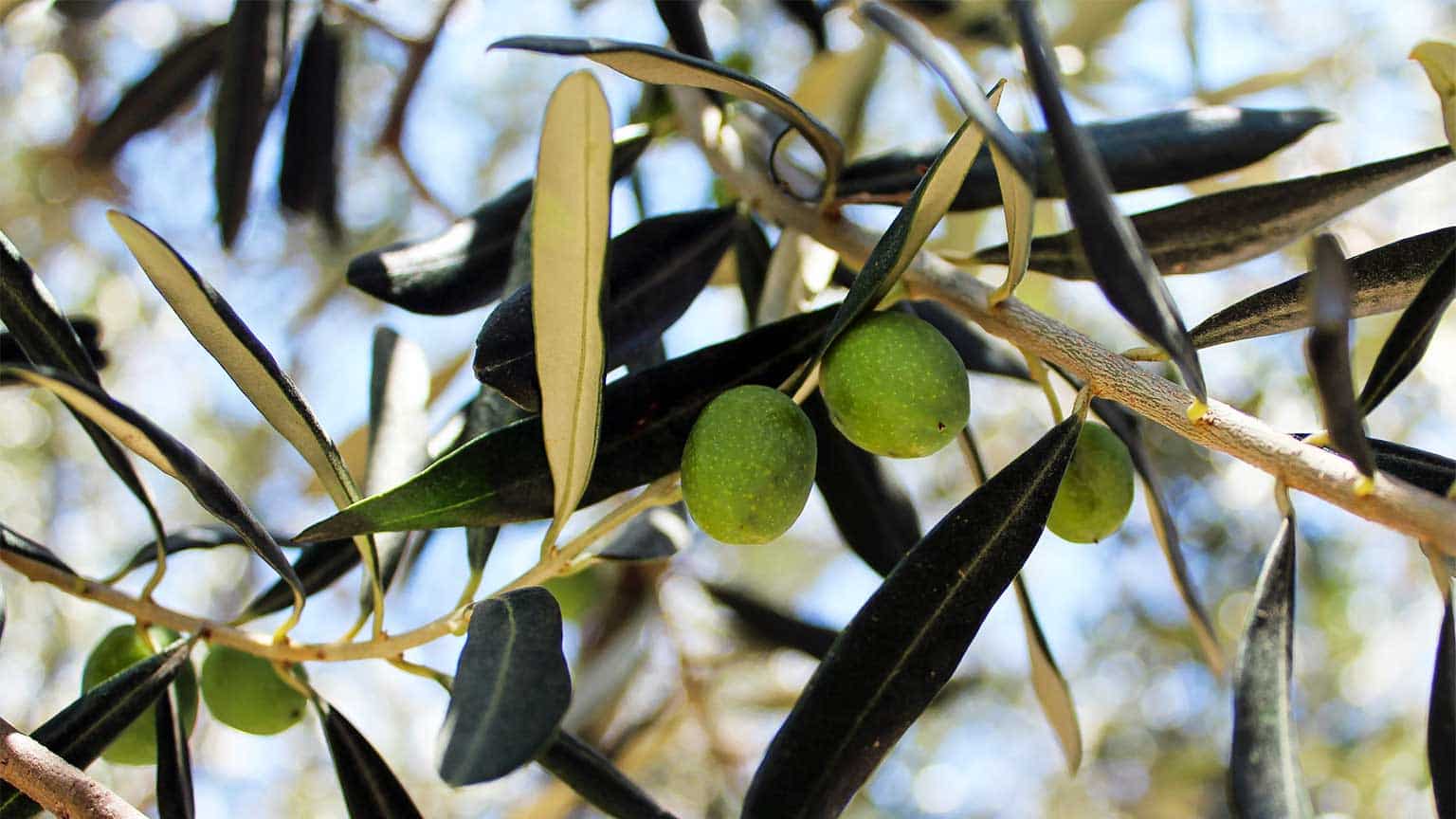 The Olive Harvest is Approaching in Turkey Olive Oil Turkey