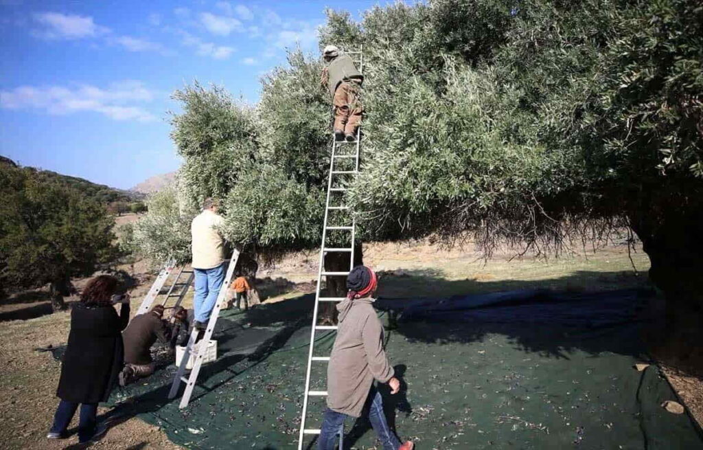 The Olive Producers of Gökçeada from Trabzon