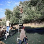 The Olive Producers of Gökçeada from Trabzon