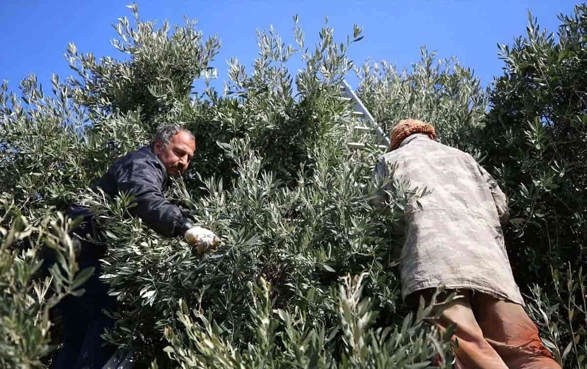 The Olive Producers of Gökçeada from Trabzon