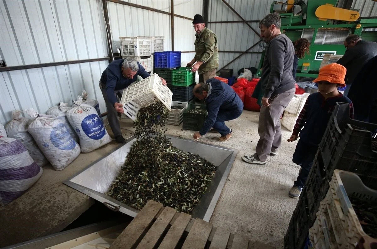 The Olive Producers of Gökçeada from Trabzon