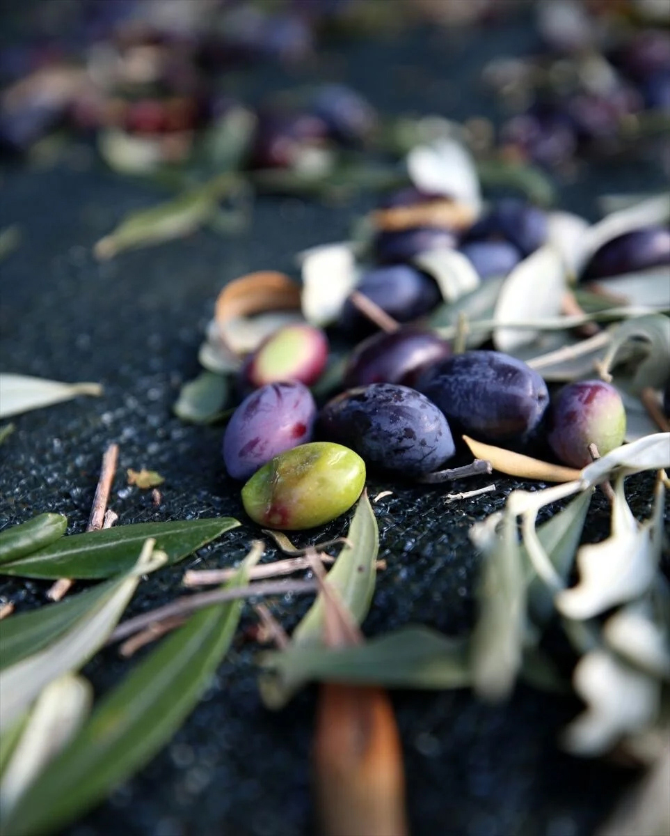 The Olive Producers of Gökçeada from Trabzon