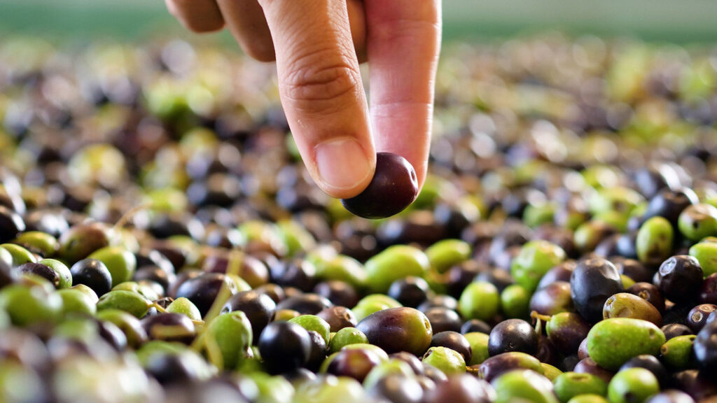 Turkish Olive Production Estimations 2020