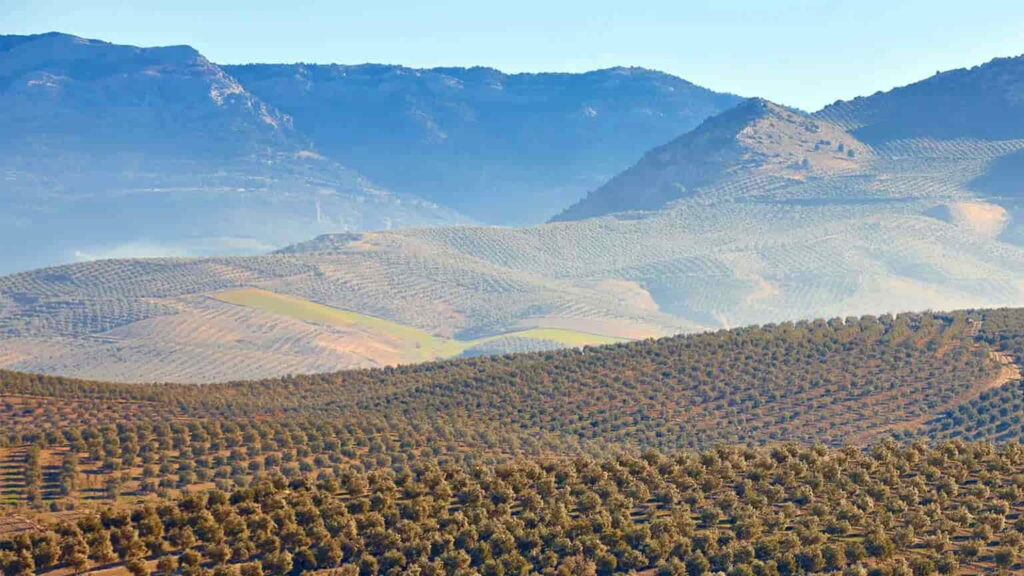 While Climate Change and Drought Hit Spain in Olives, Turkey Stands Out