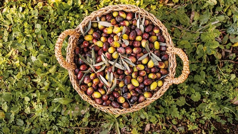 Juice from the Centennial Tree in Ayvalık