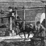 History of Olive Oil