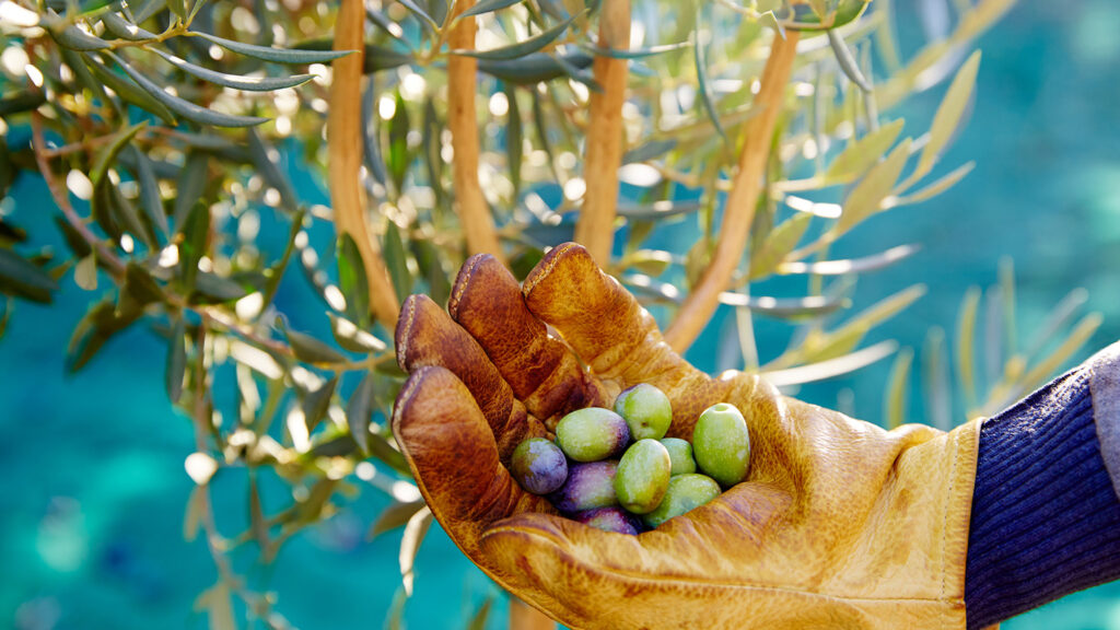 The Olive Industry of Turkey Breaks a Record in Exports