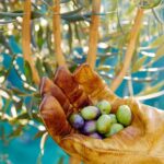 The Olive Industry of Turkey Breaks a Record in Exports