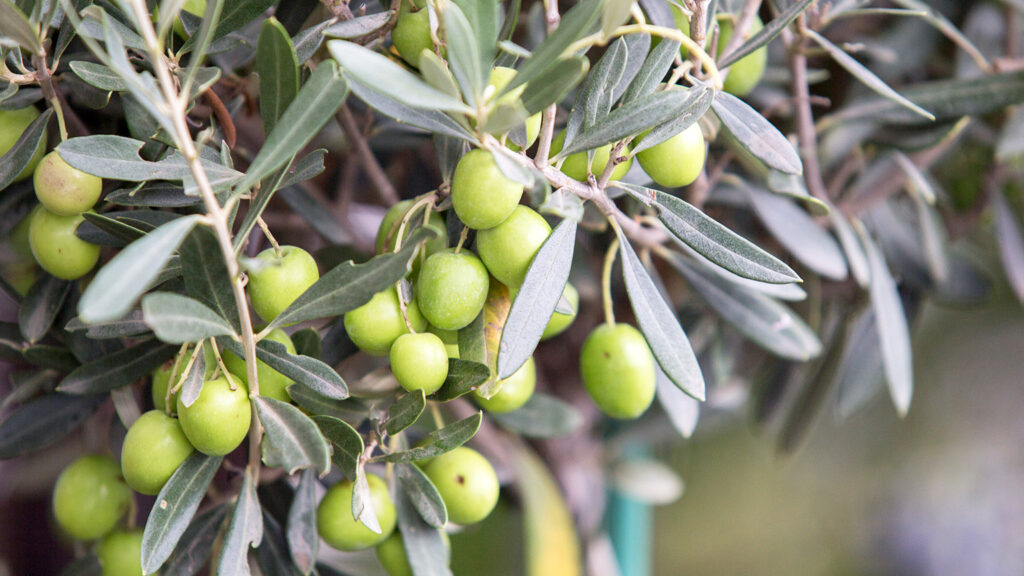 This Year is the "No Year"! Sad News About Olive Oil Prices