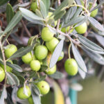 This Year is the "No Year"! Sad News About Olive Oil Prices