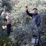 Harvest of Superior Taste Award-Winning Butko Olives Started in Artvin
