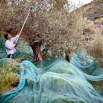 A Family's Enduring Love for Itrana Olives Cultivates Generations of Success