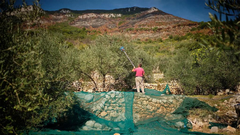 Itrana Olives